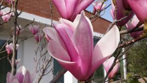 Dream Venice Airport