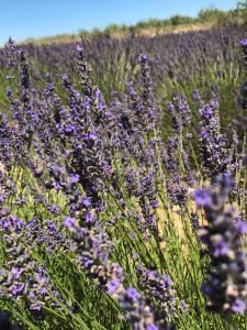 Les Gites De La Gassende