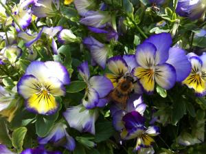 Les Gites De La Gassende