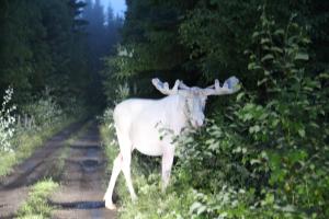 Lövås Gård Koppera