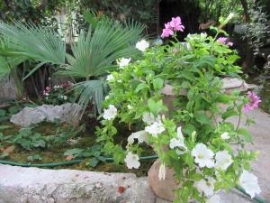 Apartman Romeo