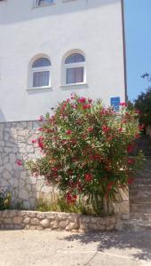 Apartments Rosa