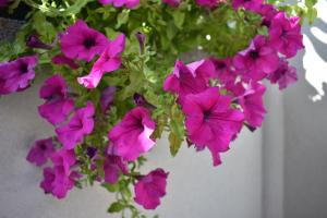 Apartments & Rooms Marinka