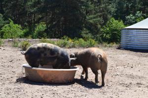 Sejours a la ferme Auberge BRIASSOU : photos des chambres