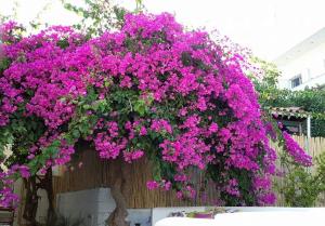 Granny's House New Lasithi Greece