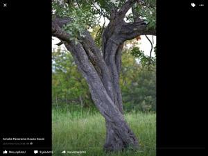 Amalia Panorama House