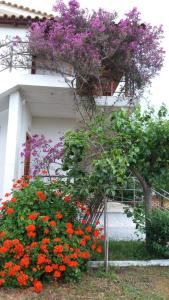 Theodore Apartments Ilia Greece