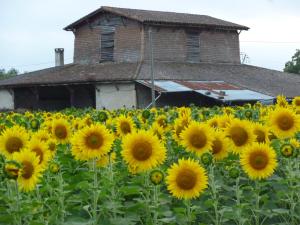 Appartements Tour Rouge Gites : photos des chambres