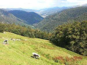 Chalets Chalet Biazot : photos des chambres