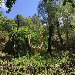 B&B / Chambres d'hotes L'Hotie de Broceliande a Paimpont, au coeur des sites naturels et legendaires : photos des chambres
