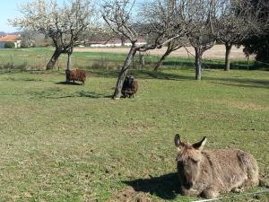 B&B / Chambres d'hotes Asinus 32 : photos des chambres