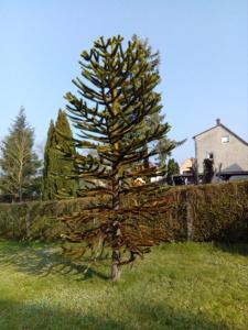 TLA Apartment with Garden