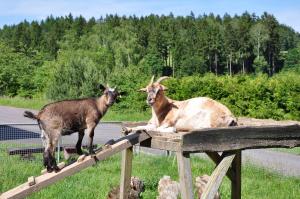 Campingplatz am Waldbad