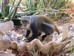 Wasini Island Bandas