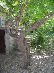 Sejours a la ferme le vieux mas du domaine de Pontet-Fronzele : photos des chambres