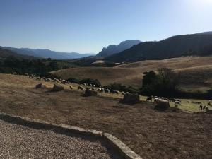 B&B / Chambres d'hotes Ferme de Roccapina : Chambre Double avec Terrasse