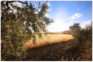 Casa Rural Els Pins