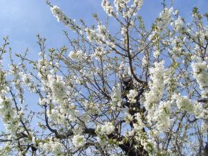 Maisons de vacances L'Olivier Chez Mame Marthe : photos des chambres