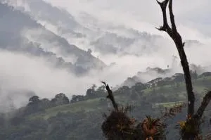 Kopal - Hacienda Chamanal