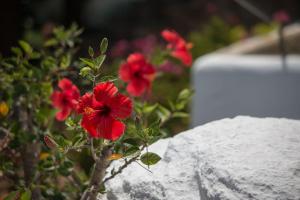 Sun Rock Boutique Suites Naxos Greece