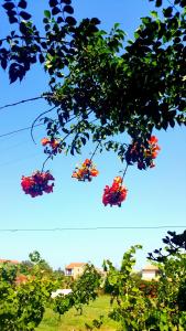 Helen's House - quiet lifestyle, natural landscape Corfu Greece