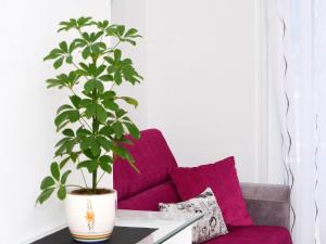 Luxury apartment Marionik