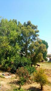 Helen's House - quiet lifestyle, natural landscape Corfu Greece