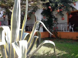 Studios Dimitris Skiathos Greece