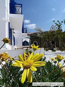 Captain Manolis Paros Greece