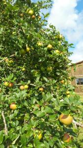 Maisons de vacances Gite Cosy Grand confort dans un ecrin de verdure : photos des chambres