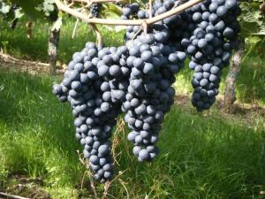 Ferienweingut Hensler