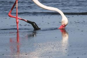 Hotel AeR BJ Vittoria img59