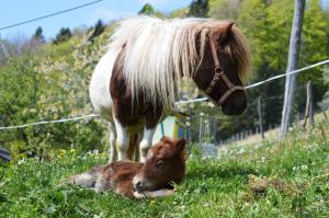 Jelenov breg pod Matajurem 