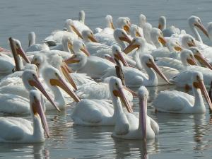 Casa Palomas Bed and Breakfast