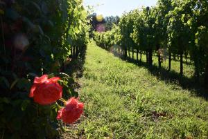Agriturismo Podere Villa Alessi