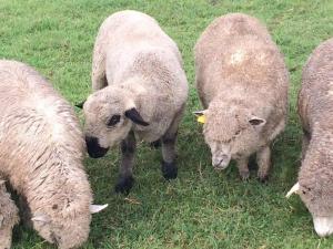 Complejo Cabañas Cerro Redondo