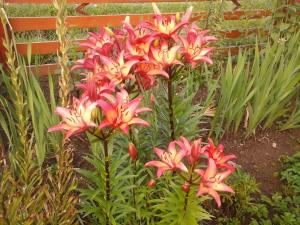 Romashka Guest House