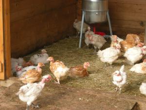 Sejours a la ferme Auberge BRIASSOU : photos des chambres