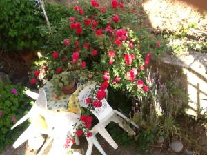 Stella Del Sud img88