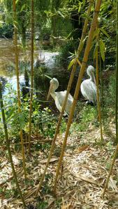 Campings GH Vacances La Reserve : photos des chambres