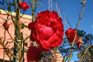 Villa Kardami -country house Corfu Greece