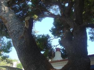 Captain George's Apartments Alonissos Greece