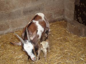 Un dodo dans la p'tite ferme photo 15