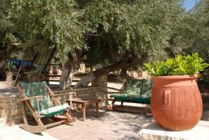 Olive Grove Rethymno Greece