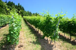 Residence am Weinberg Travellers Hotelbetriebs GmbH