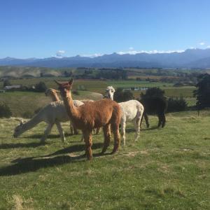 Falcon's Rise Alpaca Farm