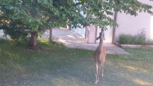 Cornerstone Bed and Breakfast