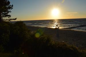 Dwie sosny i świerk