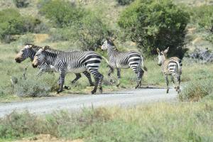 Die Tuishuise & Victoria Manor