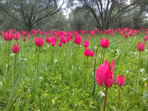 Traditional Guest house Chrisyis Chios-Island Greece